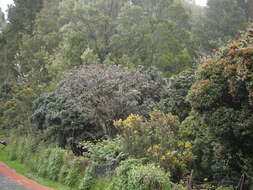 Image of Tree Rhododendron