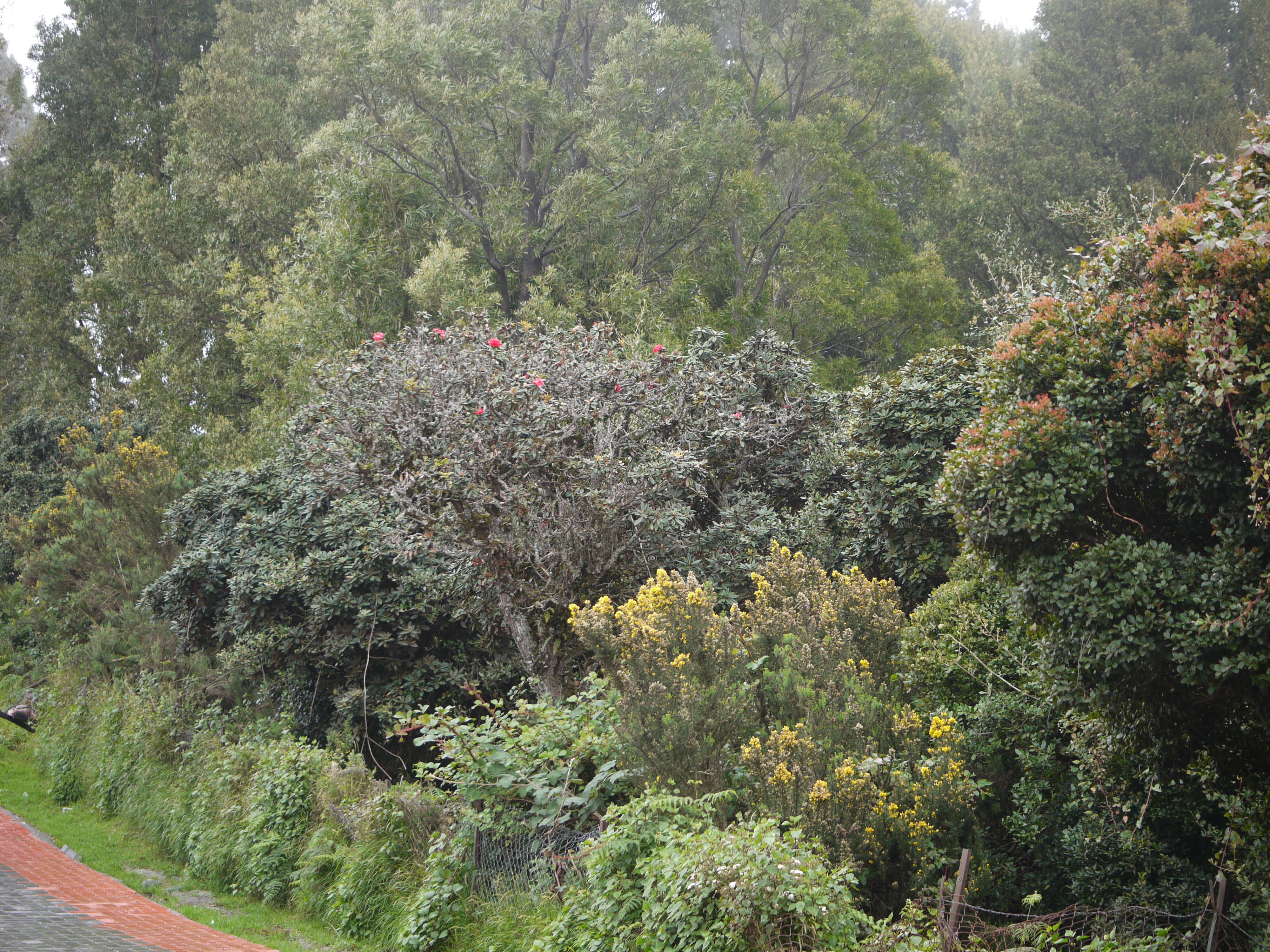 Image of Tree Rhododendron