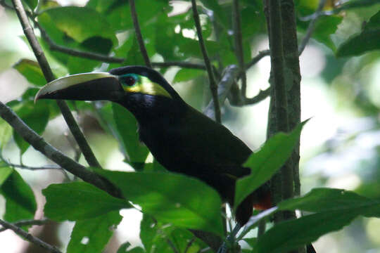 Image of Yellow-eared Toucanet