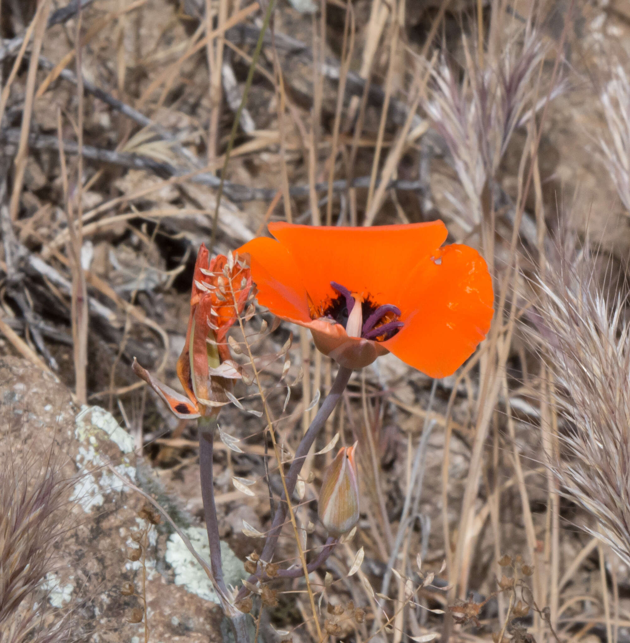 Imagem de Calochortus kennedyi Porter