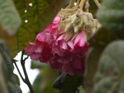 Image of Dombeya