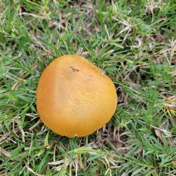 Sivun Boletus luridellus (Murrill) Murrill 1938 kuva