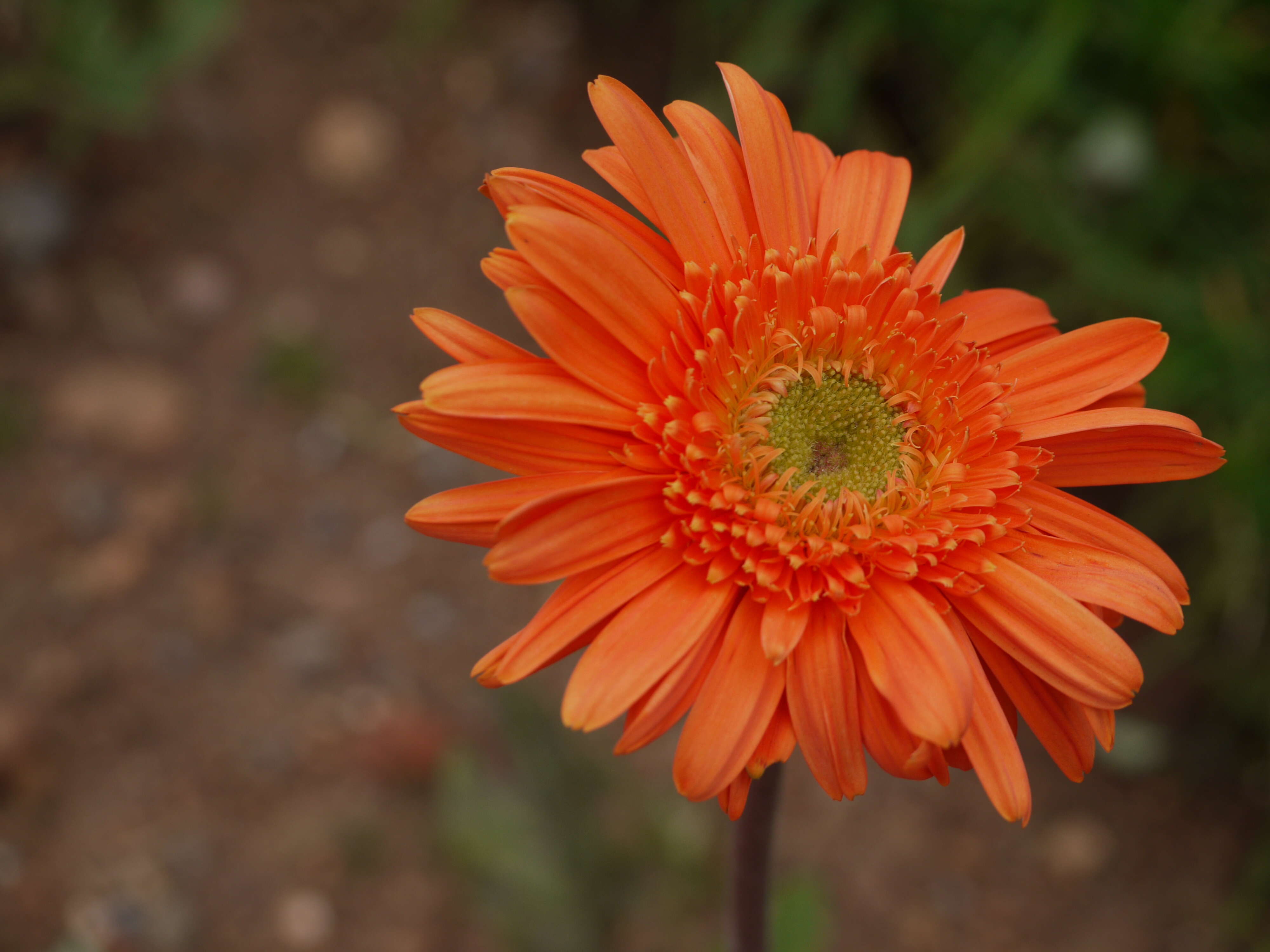 Image of Barberton daisy