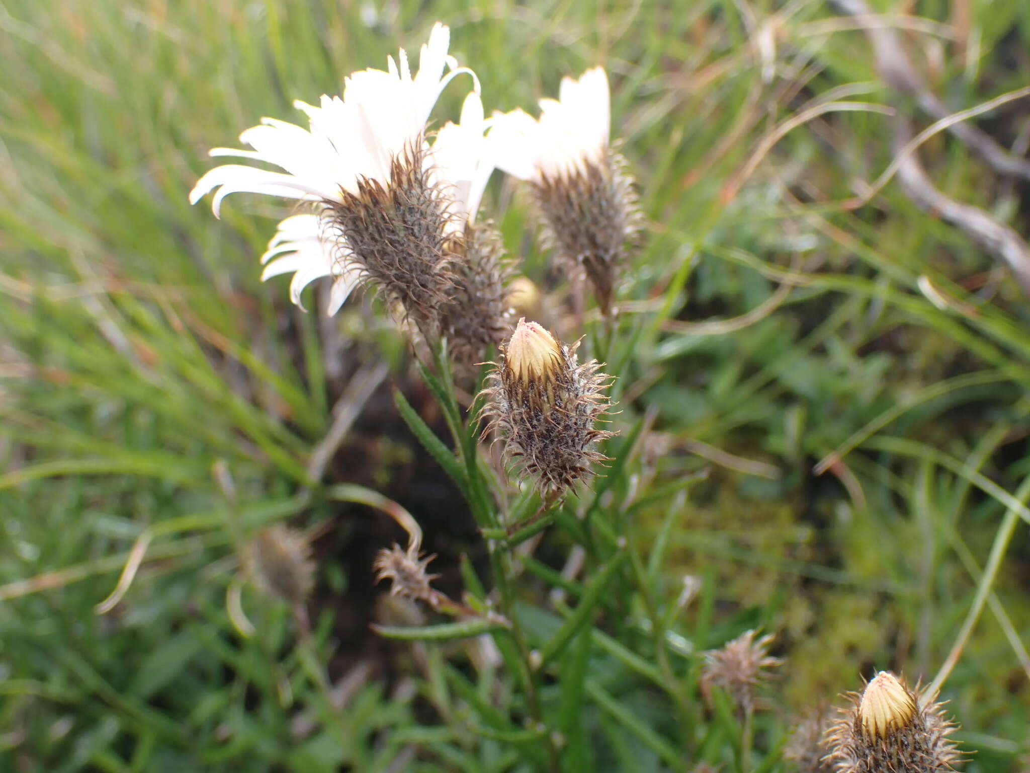 Image of Athrixia heterophylla (Thunb.) Less.