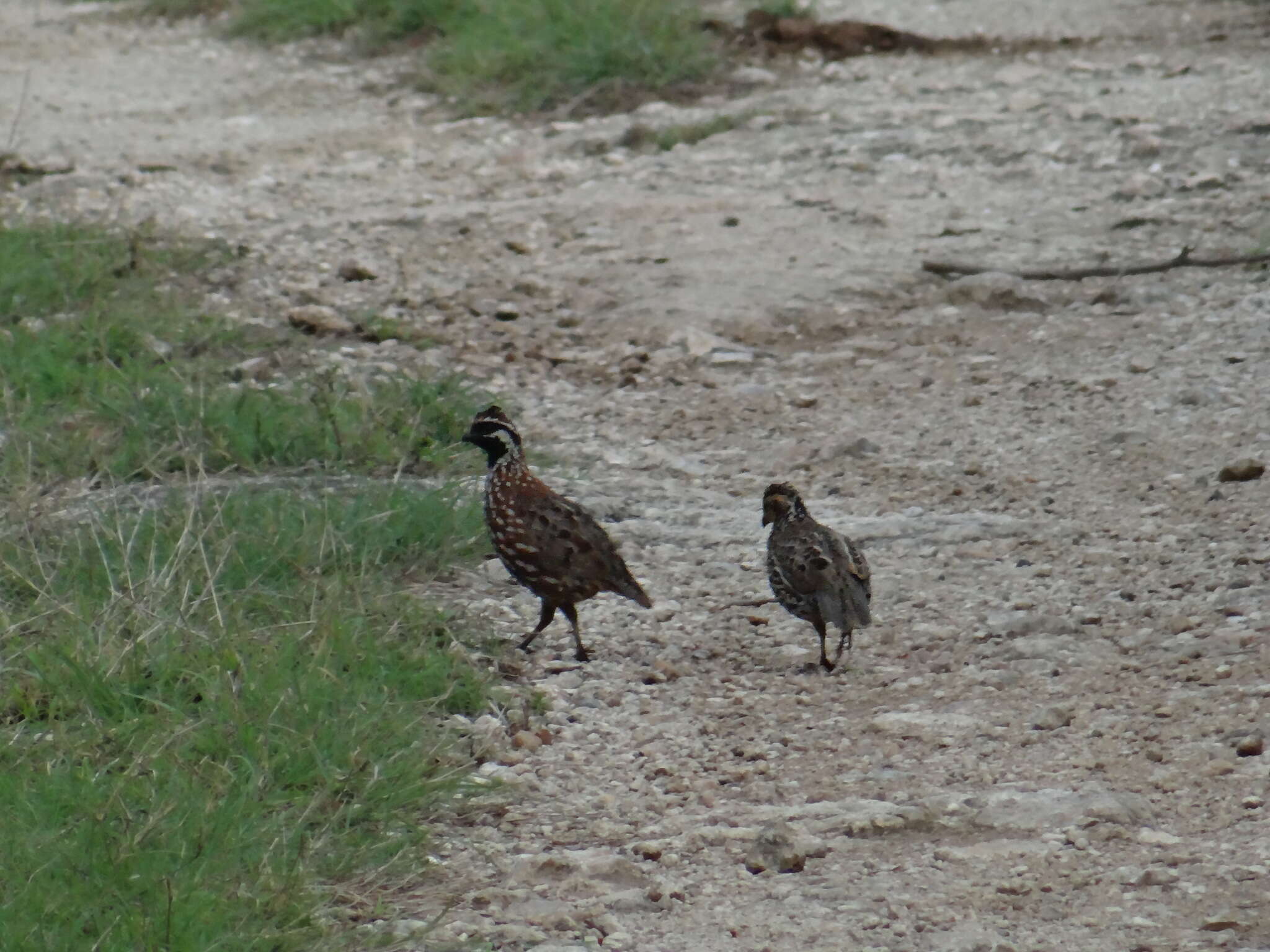 Image of Black-throated Bobwhite