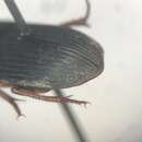 Image of Harpalus (Harpalus) indigens Casey 1924