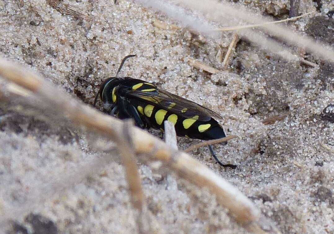 Imagem de Stictia arcuata (Taschenberg 1870)