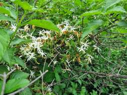 Image of Jasminum stenolobum Rolfe