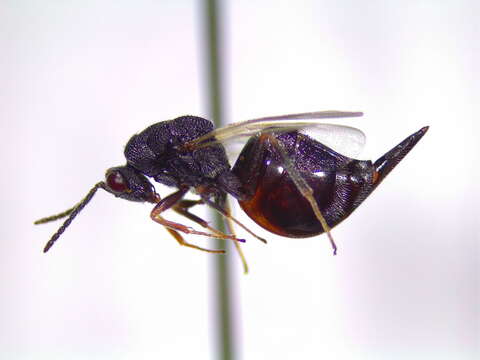 Image of Eurytoma gigantea Walsh 1870