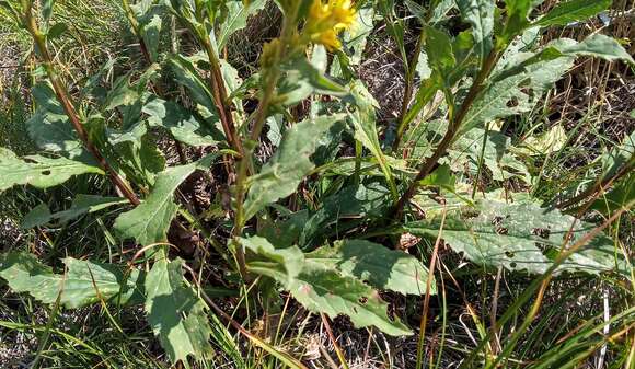 Imagem de Solidago virgaurea subsp. taurica (Juz.) Tzvel.