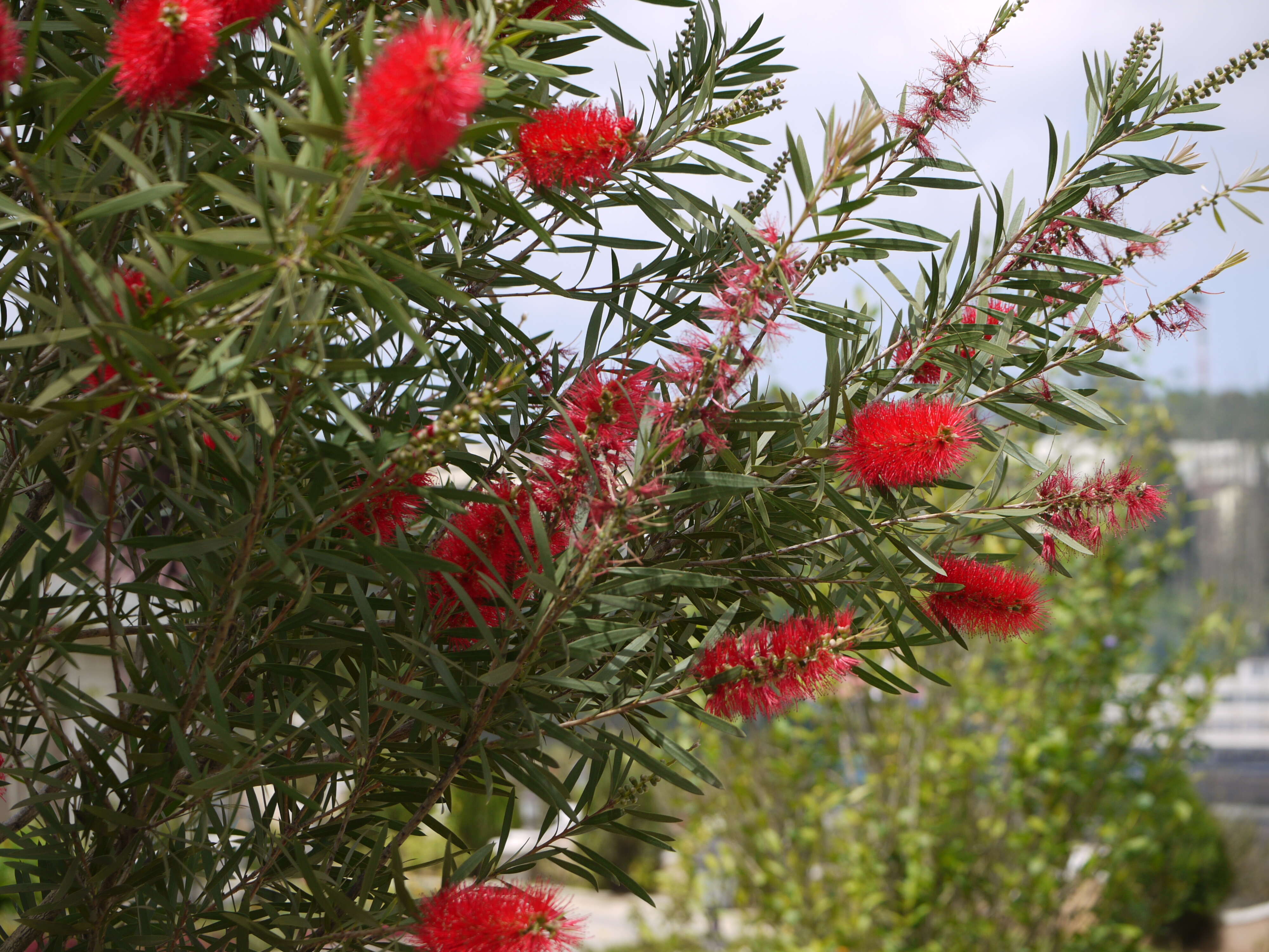 صورة Callistemon citrinus (Curtis) Skeels