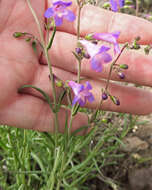 Image of Gairdner's beardtongue