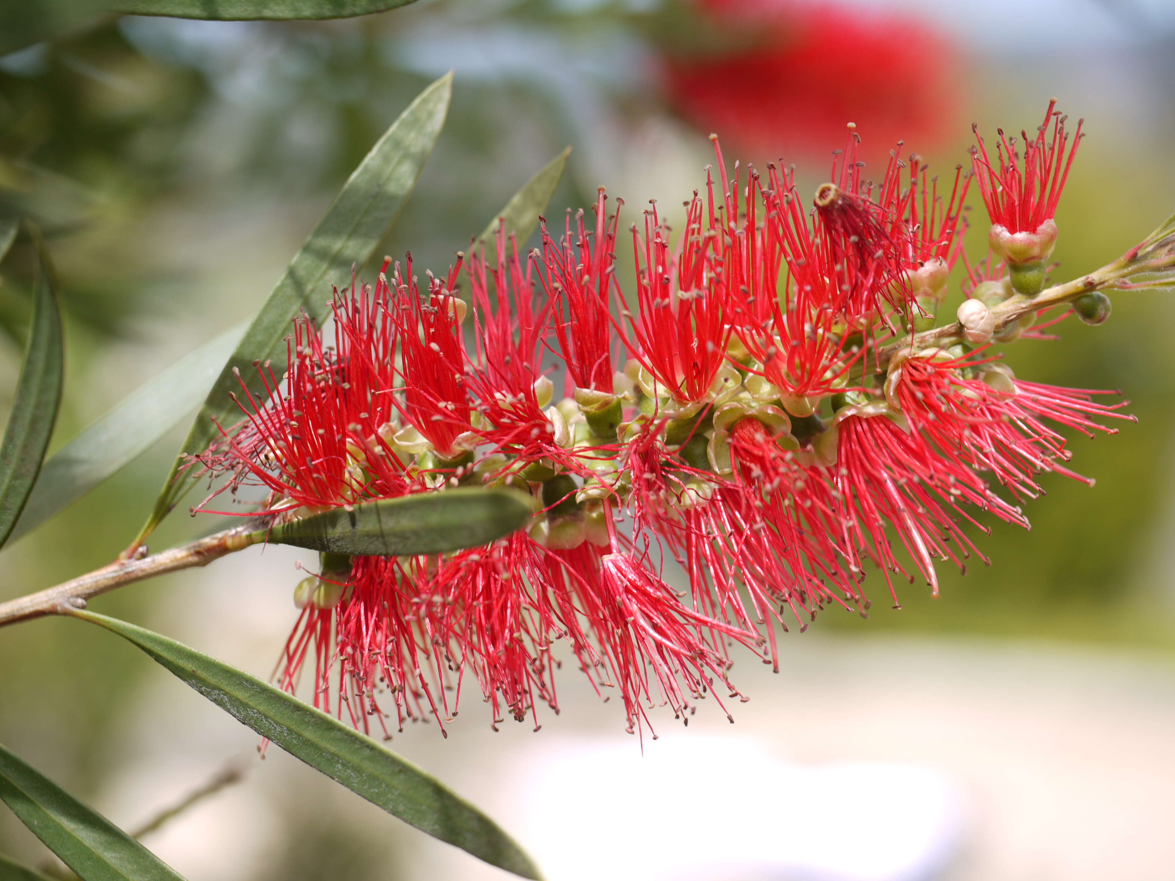 صورة Callistemon citrinus (Curtis) Skeels