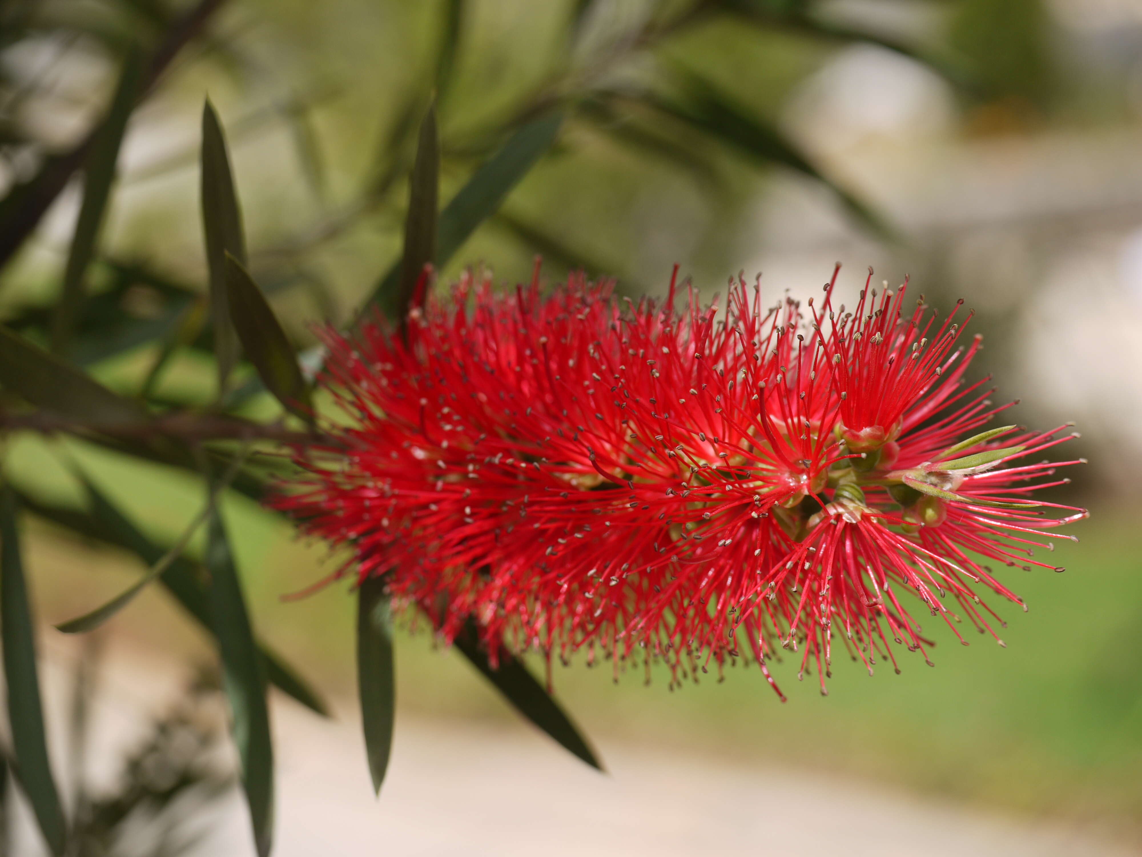 صورة Callistemon citrinus (Curtis) Skeels