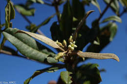 صورة Pittosporum pachyphyllum Baker