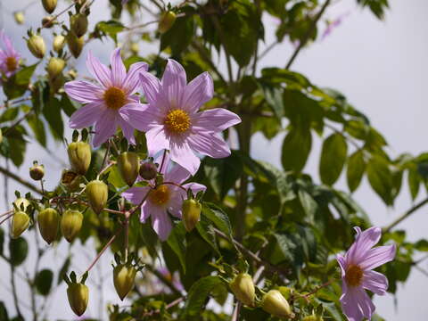 Image of Tree dahlia