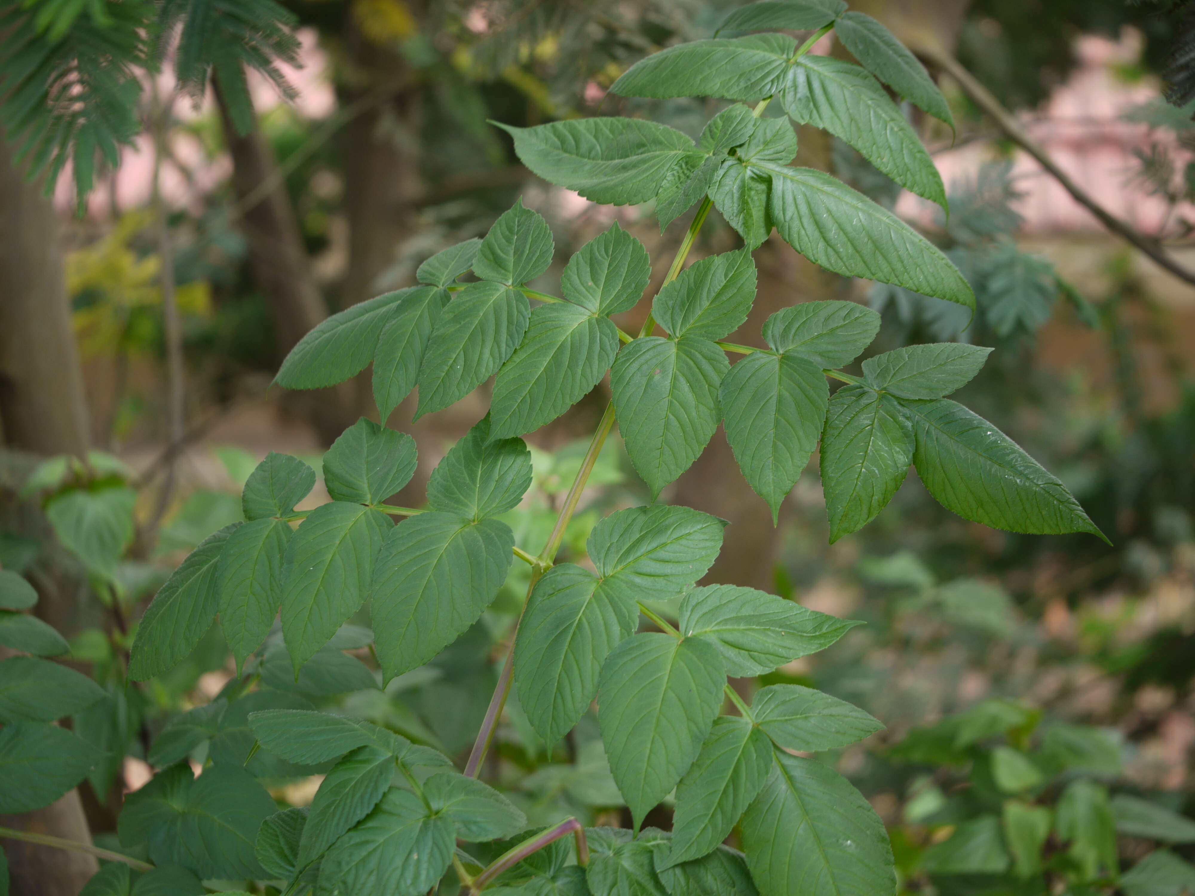 Image of Tree dahlia