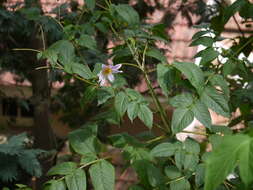 Image of Tree dahlia