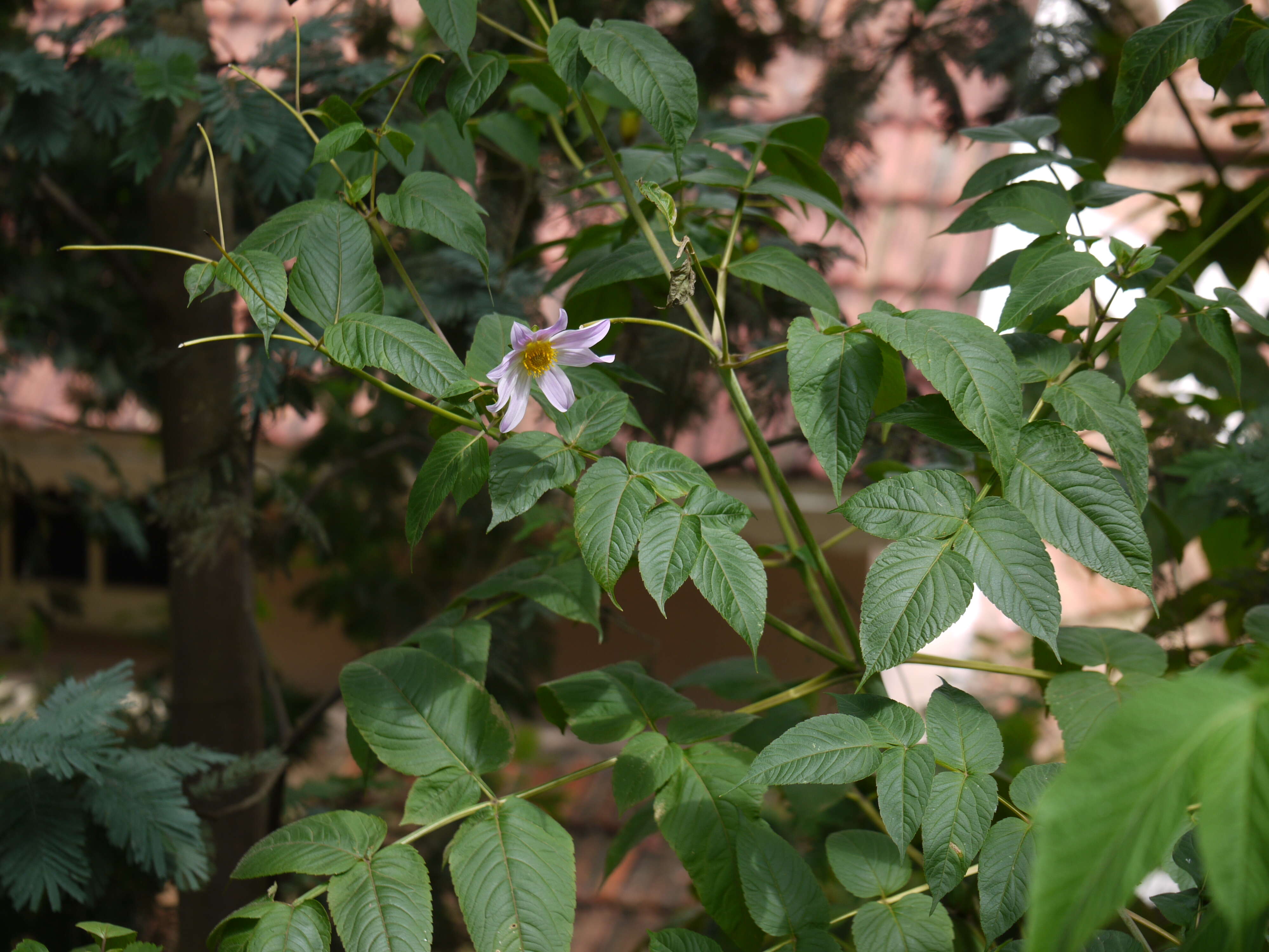 Image of Tree dahlia