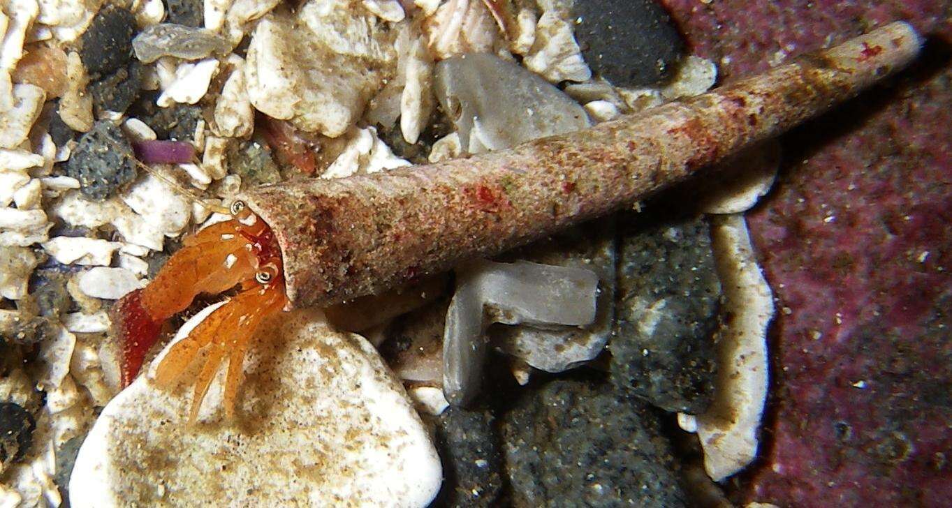 Image of toothshell hermit crab