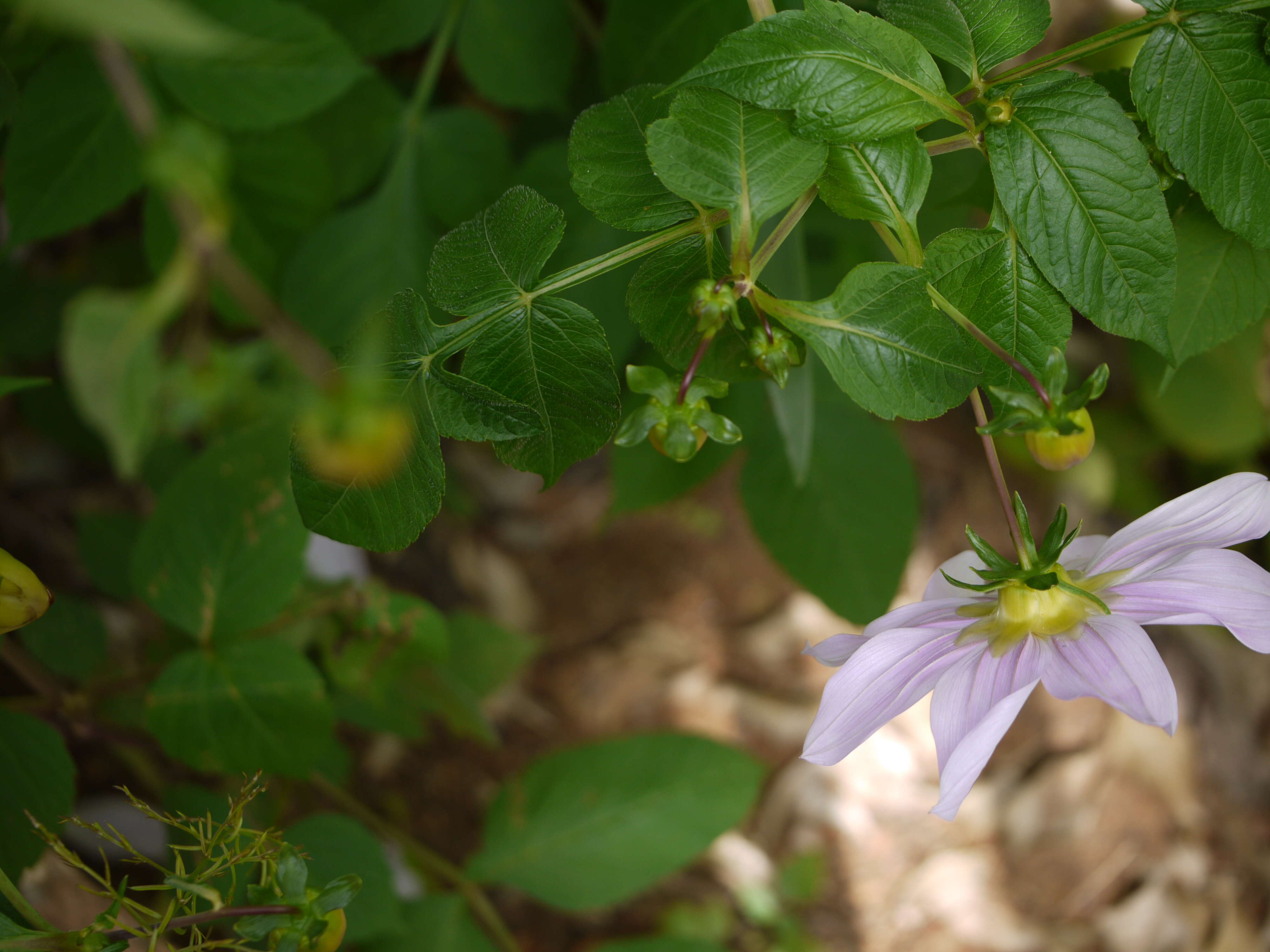 Image of Tree dahlia