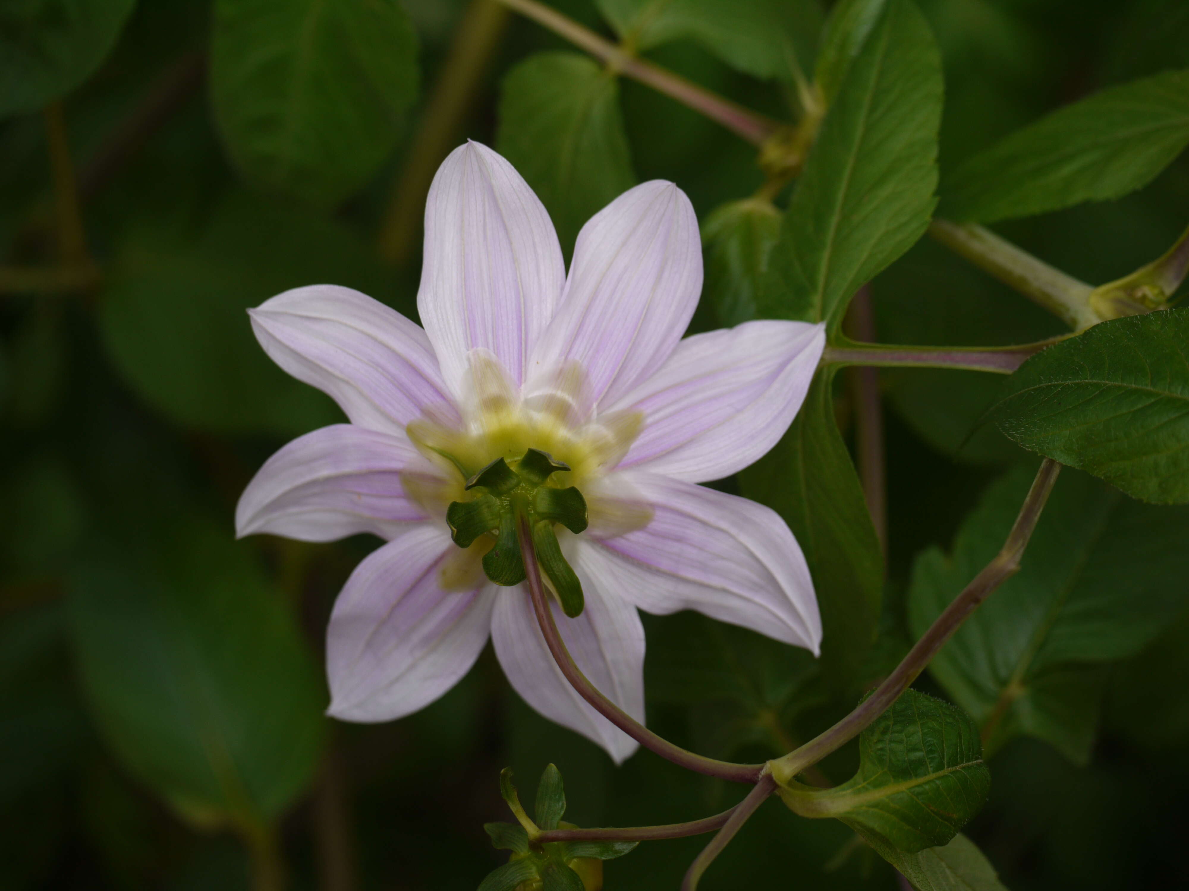 Image of Tree dahlia