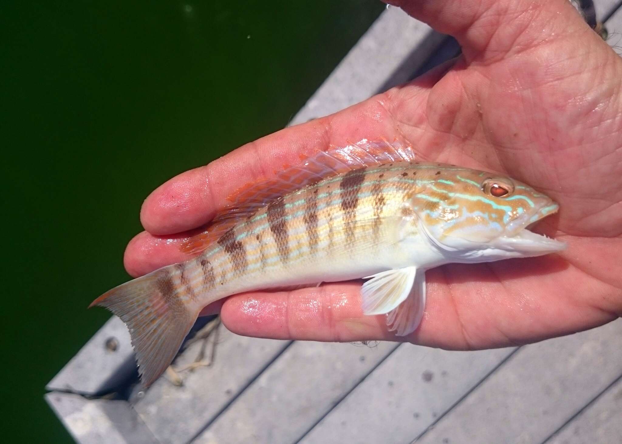 Image of Sand Perch