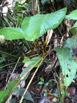 صورة Heliconia beckneri R. R. Sm.