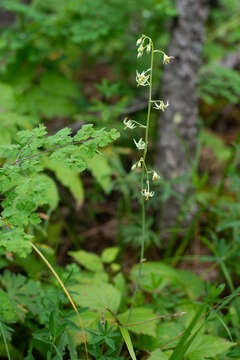 Image of Anticlea sibirica (L.) Kunth