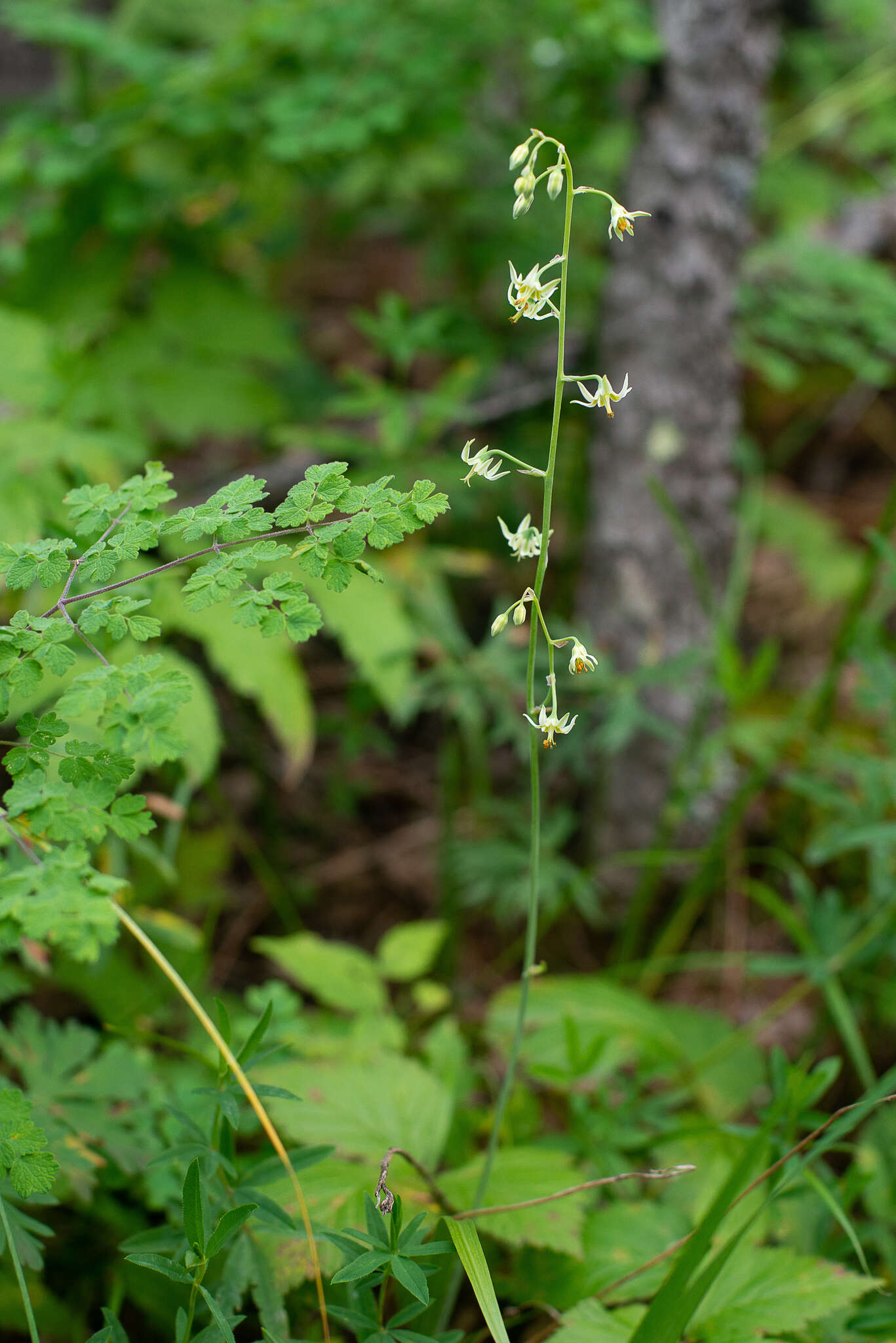 صورة Anticlea sibirica (L.) Kunth