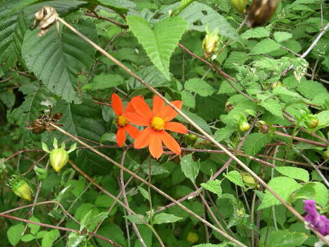 Image of red dahlia