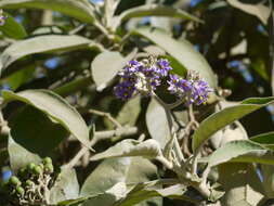 Image of earleaf nightshade