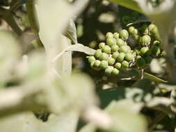 Image of earleaf nightshade