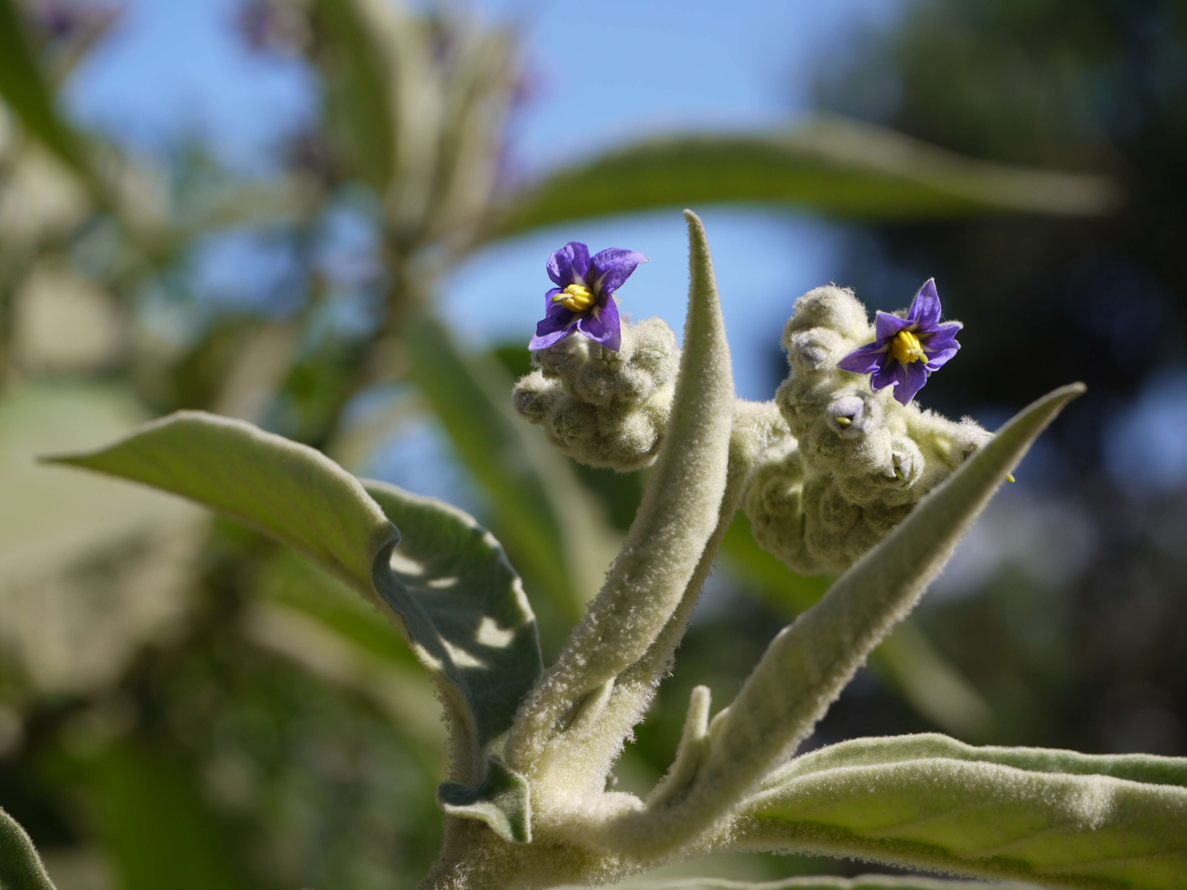 Image of earleaf nightshade