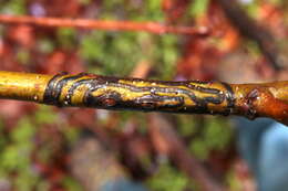 Image of Zimmermannia bosquella (Chambers 1878) van Nieukerken et al. 2016