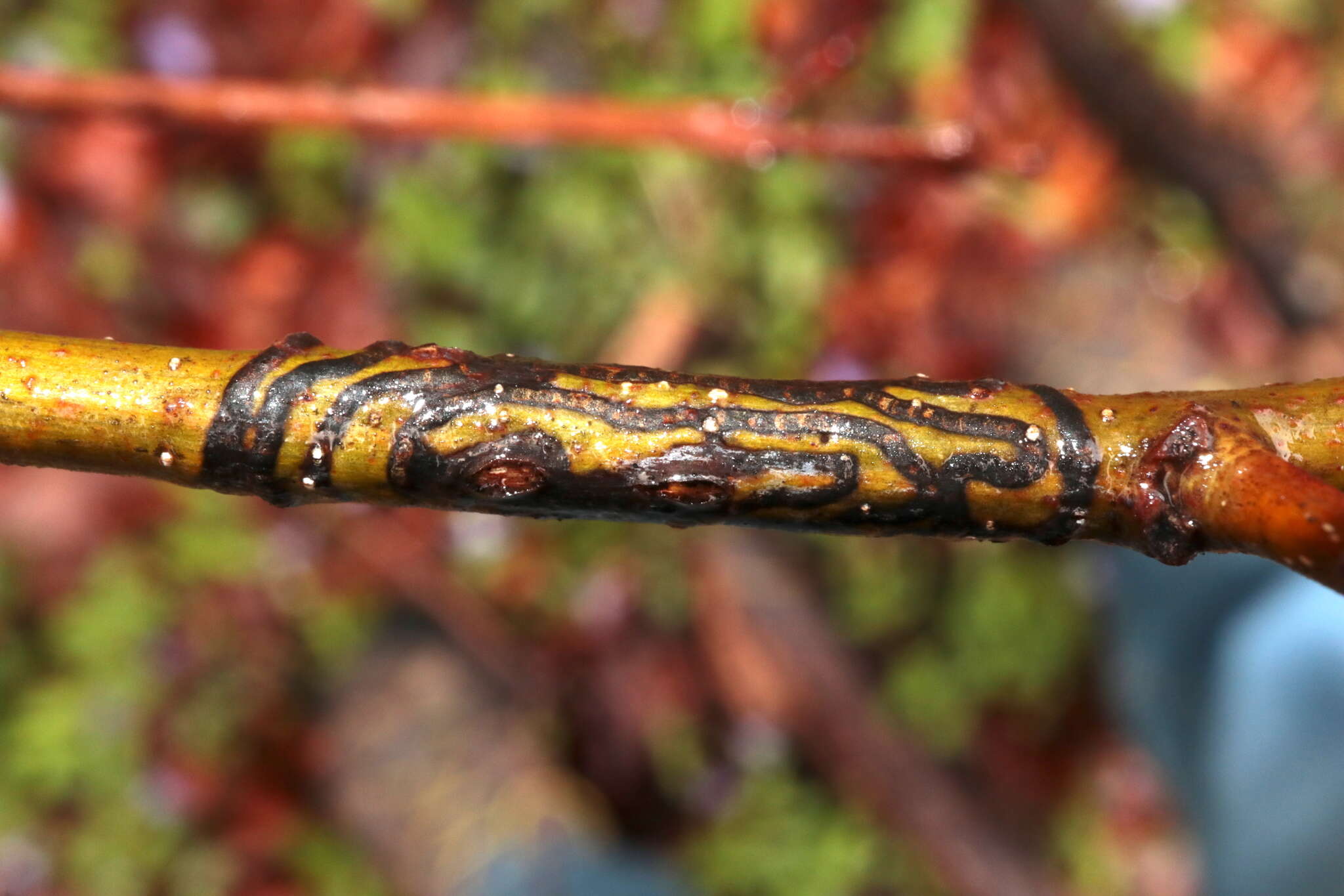 Image of Zimmermannia bosquella (Chambers 1878) van Nieukerken et al. 2016