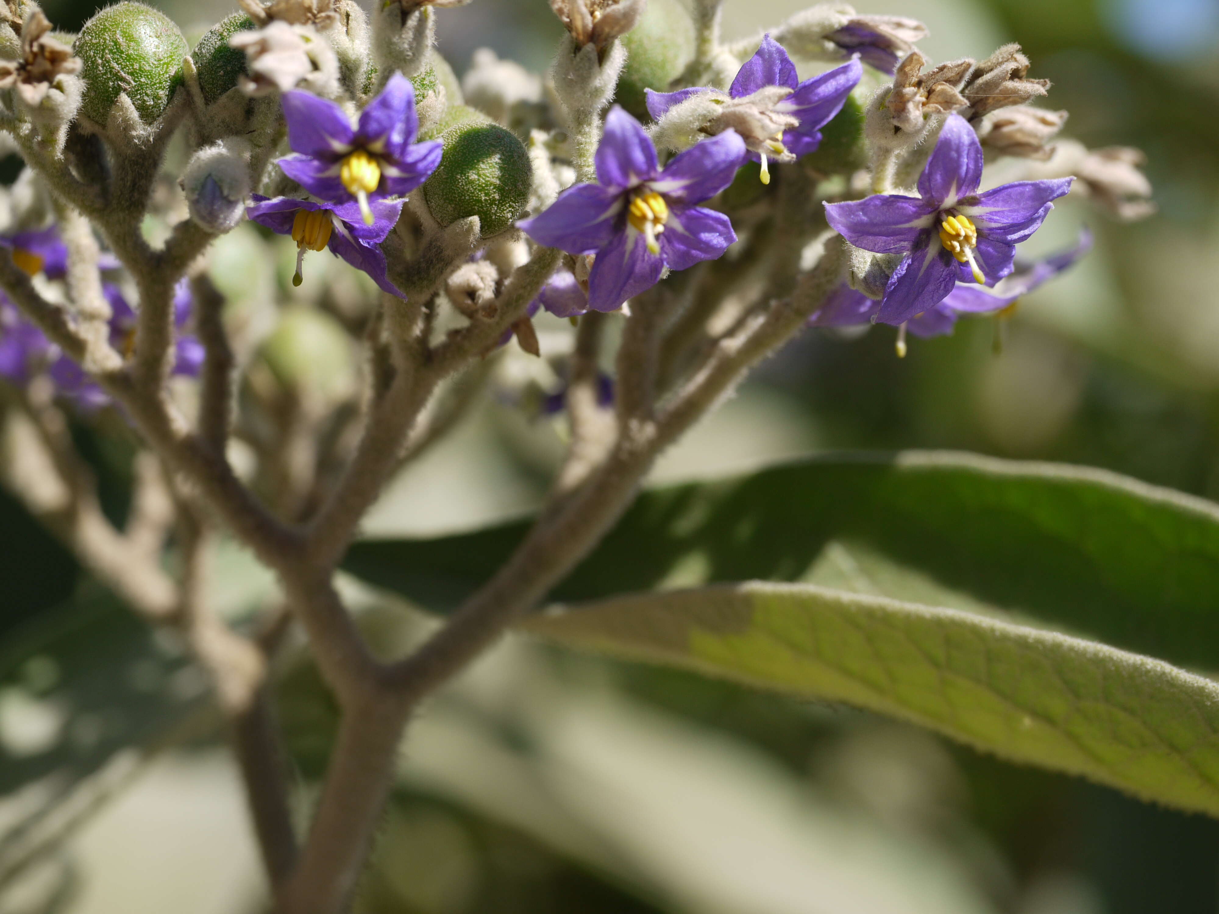 Image of earleaf nightshade