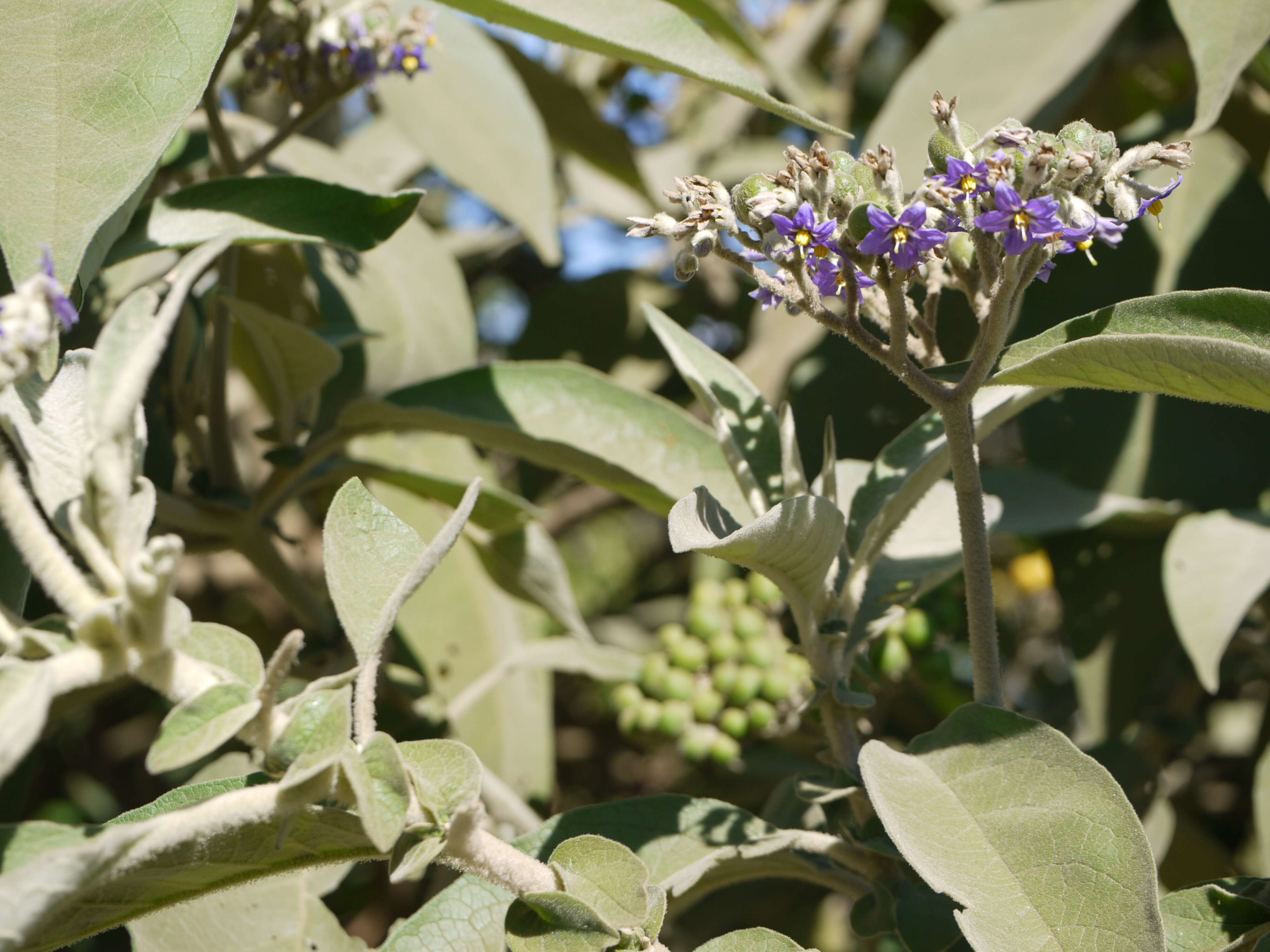 Image of earleaf nightshade