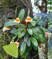 Image of Masdevallia strobelii H. R. Sweet & Garay