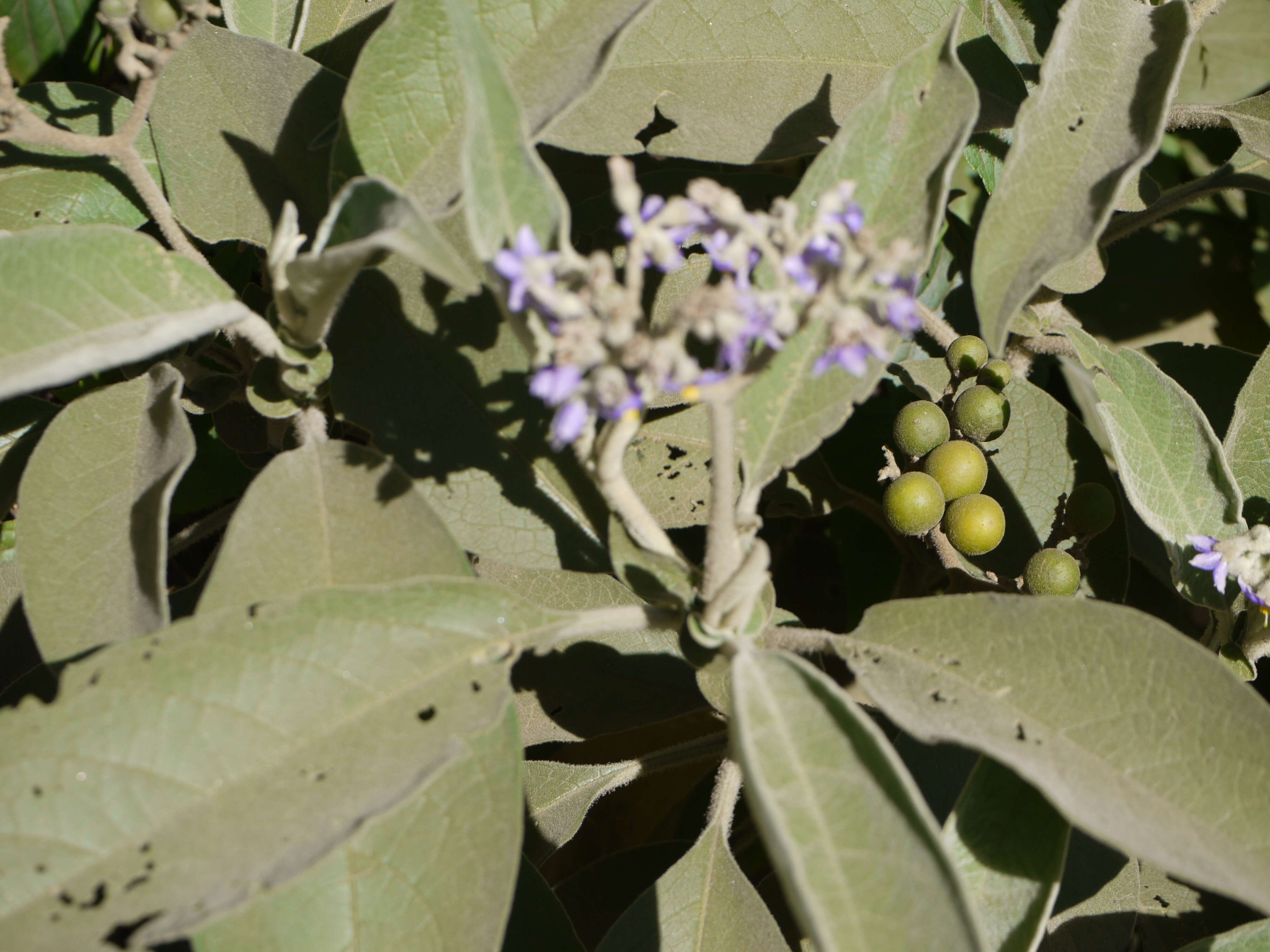 Image of earleaf nightshade