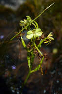 Image of Habenaria ambositrana Schltr.