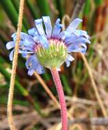 Image de Felicia amoena subsp. latifolia Grau