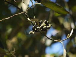 Plancia ëd Alnus nepalensis D. Don