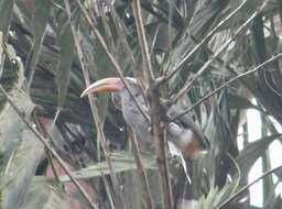 Image of Malabar Grey Hornbill