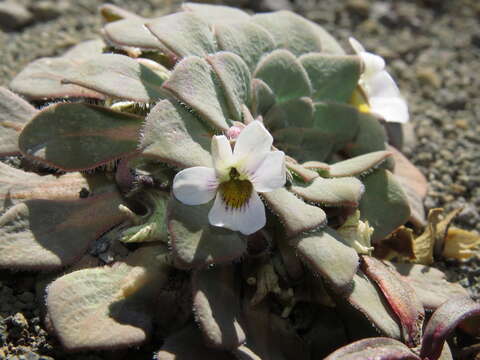 Image of Viola rosulata Poepp. & Endl.