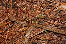 Sivun Leptodeira polysticta Günther 1885 kuva