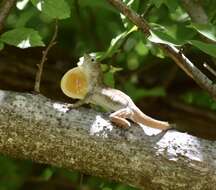 Image of Anolis jubar oriens Schwartz 1968