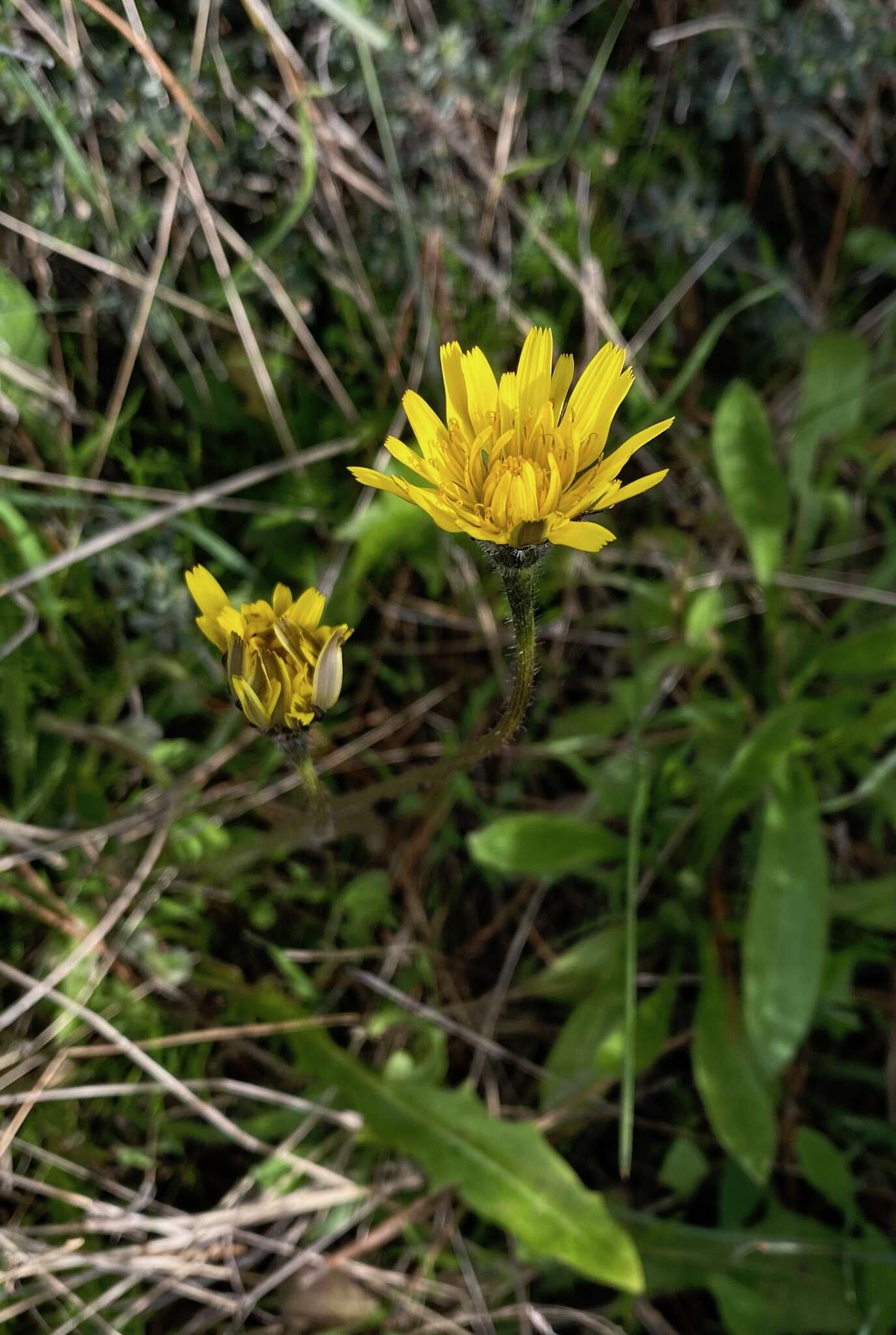 Image of Leontodon tuberosus L.