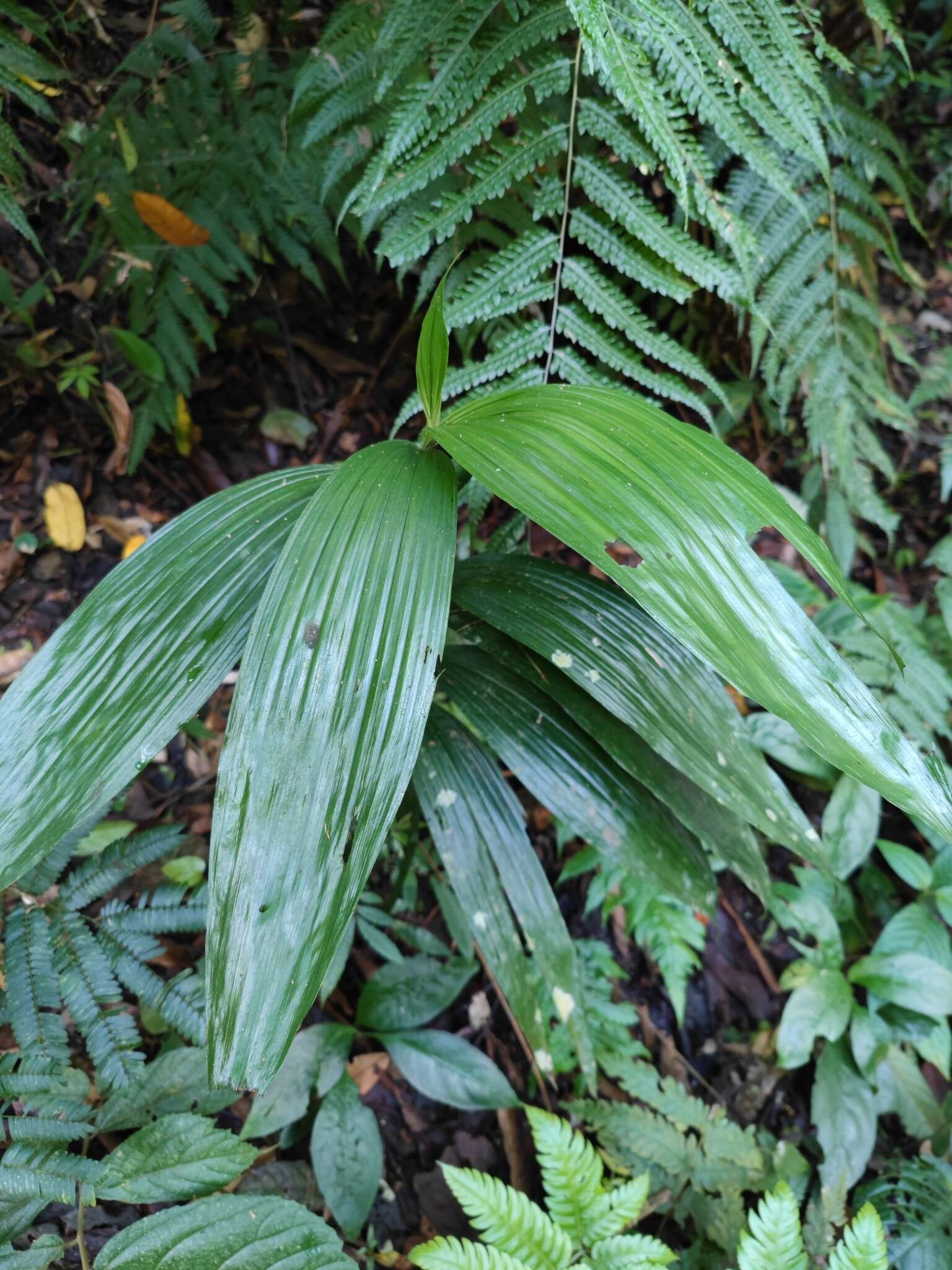 Image of crow orchid