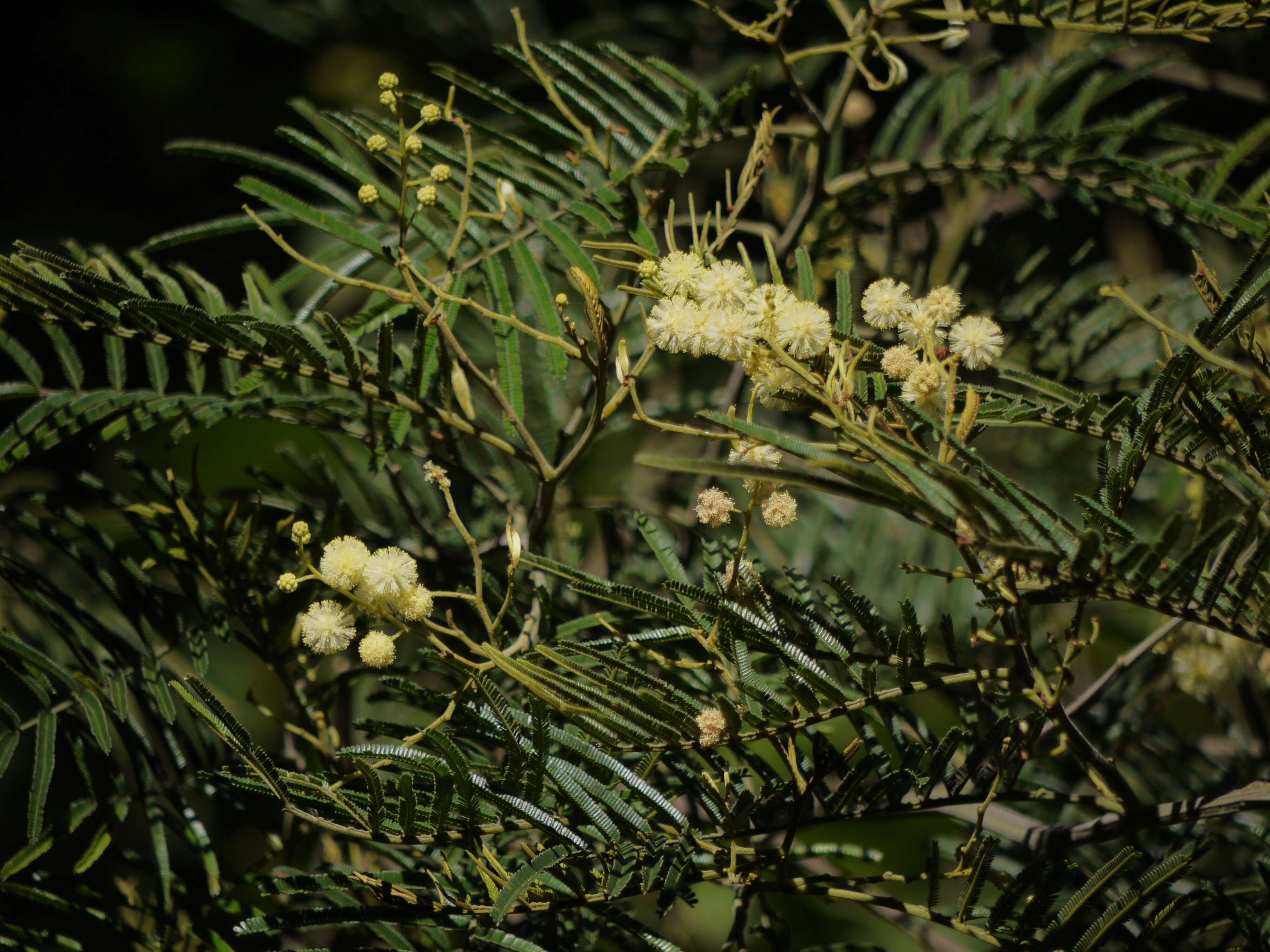 Image of black wattle